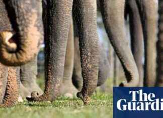 Elephant Trunkedness Revealed by Wrinkles: Study Results news-09102024-121327