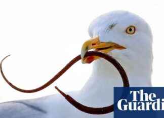 gull-diet-study-reveals-unexpected-food-sources